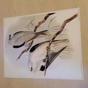 Black-Shouldered Kite Poster by Elizabeth Gould, John Gould, and Henry Richter